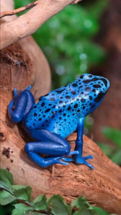 Blue Poison Dart Frog