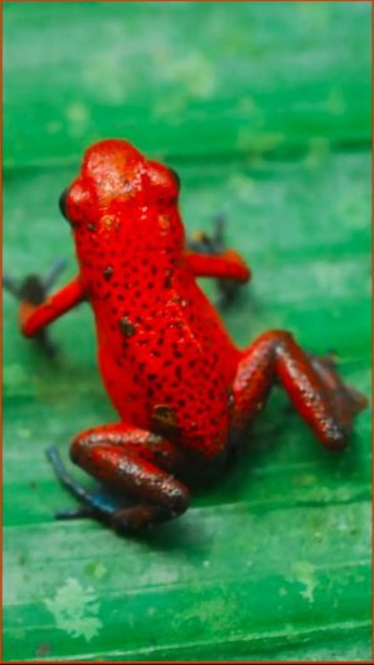 Strawberry Poison Dart Frog