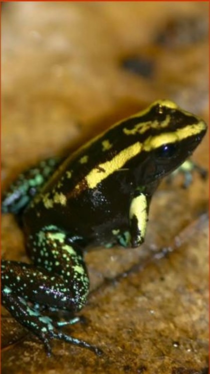 Black-legged Poison Dart Frog (Phyllobates bicolor)