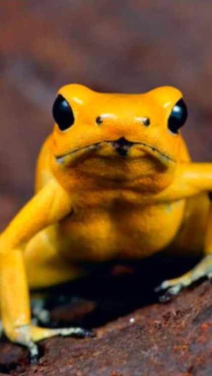 Golden Poison Dart Frog