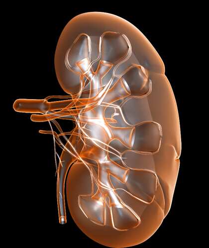  Kidney: ఈ లక్షణాలు కనిపిస్తే మీ కిడ్నీలు డ్యామేజ్ అయినట్టే..!
