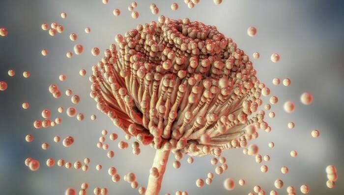 Aspergillus fungus