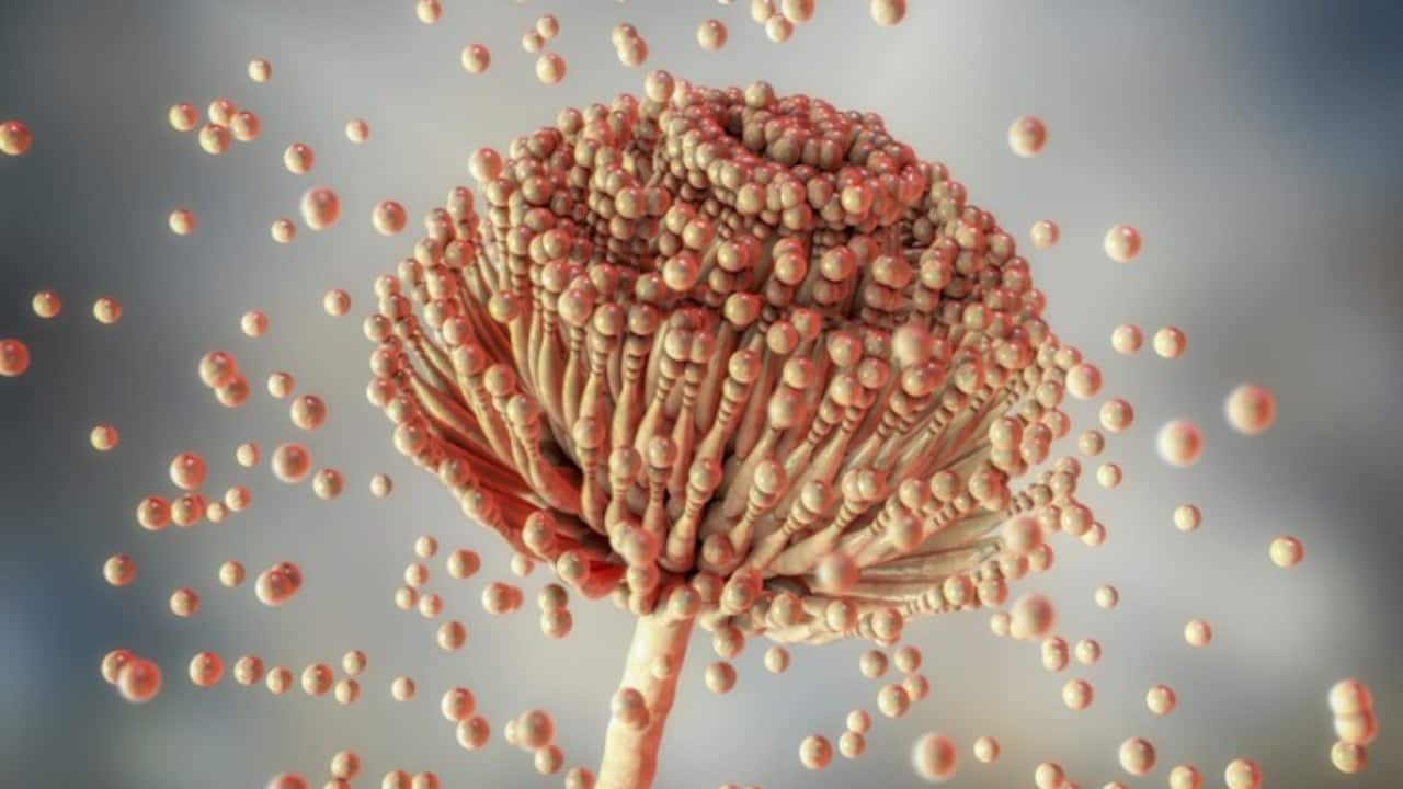 Aspergillus fungus