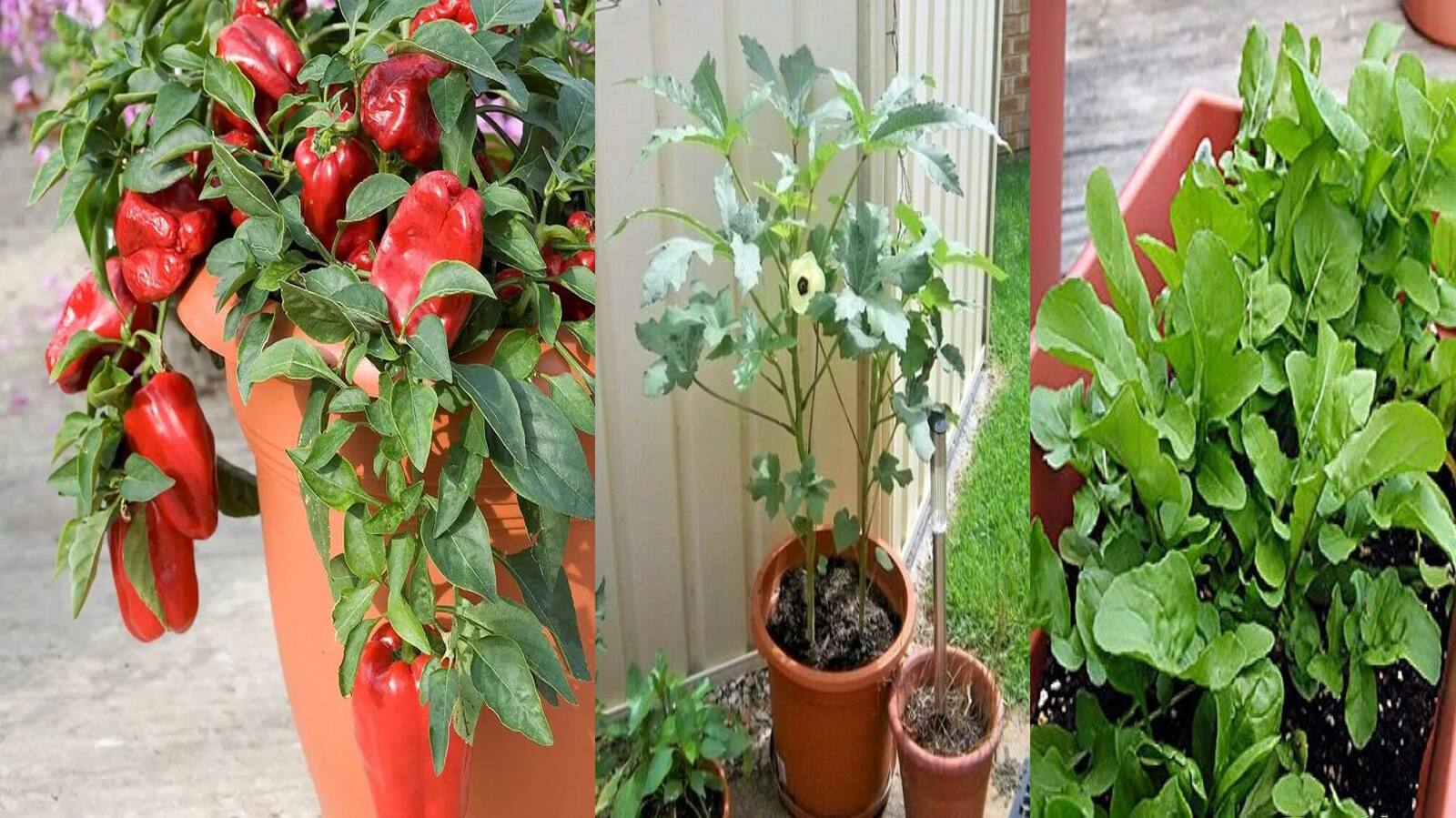 Monsoon Gardening Tips