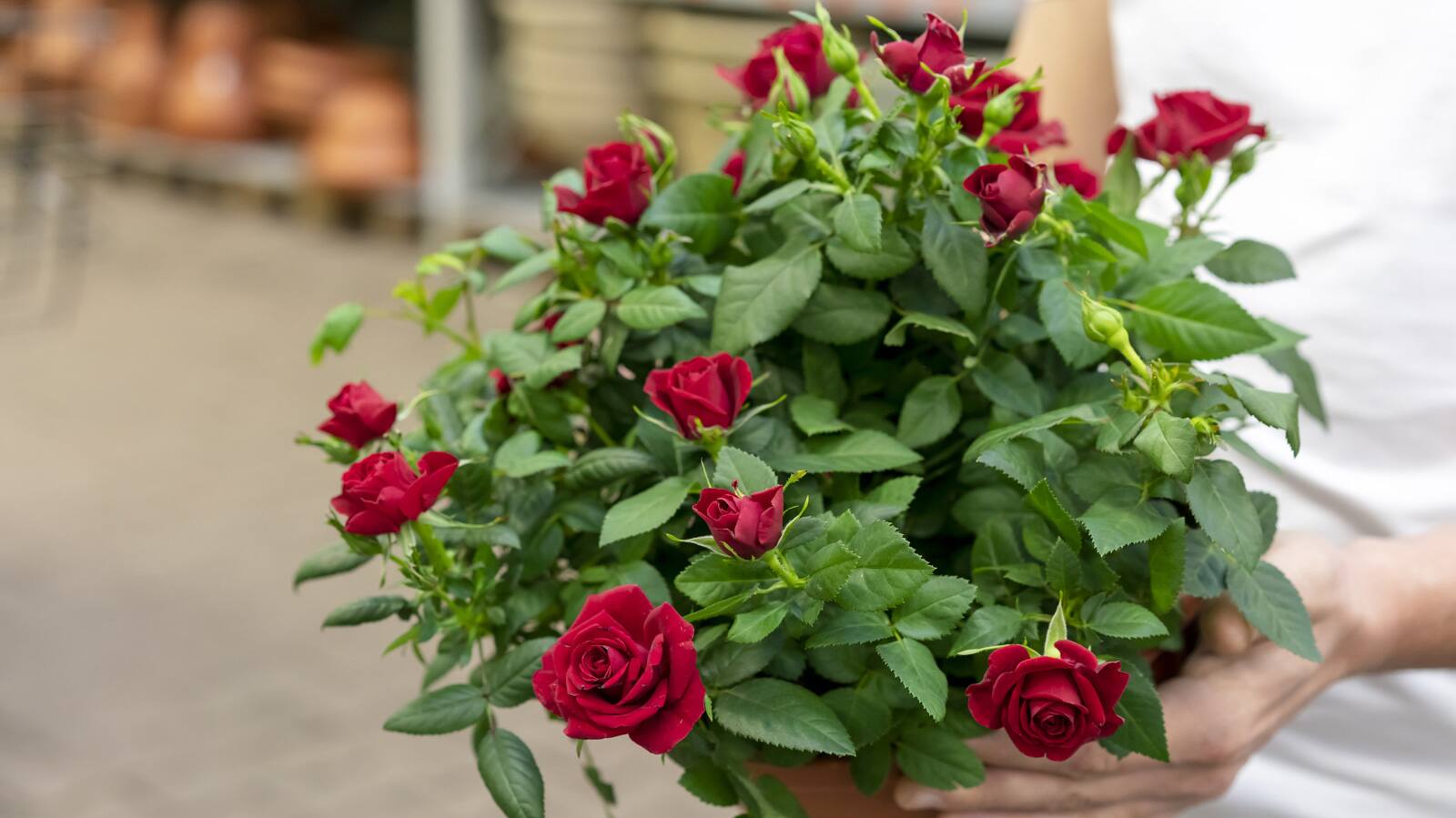 rose 