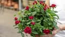 Vastu tips: 5 remedies using roses for wealth and good fortune
