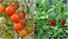 Gardening Guide: Tomato to Chili; 7 vegetables you can grow on your terrace garden this Monsoon
