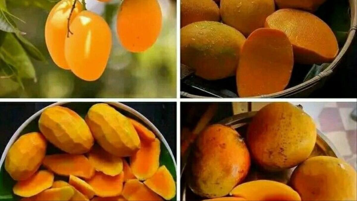 health benefits of mango peel
