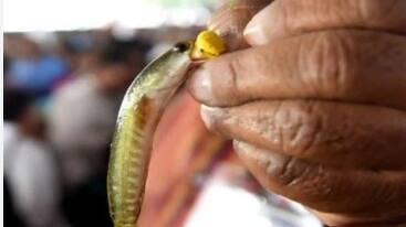 fish prasadam