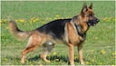 German Shepherd to Boxer: Top 10 agressive dog breeds; Check full list here
