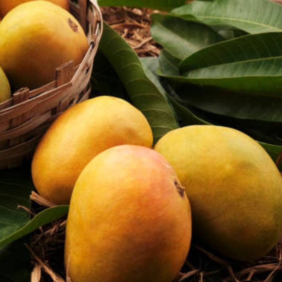 Mango: మామిడి పండు తినే ముందు నీటిలో ఎందుకు నానపెట్టాలి?