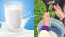 World Milk Day 2025: Not cow or buffalo; THIS animal's milk is the costliest