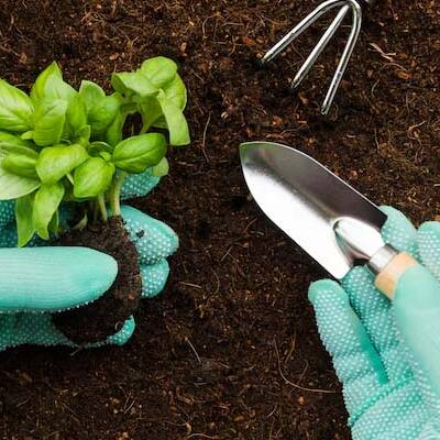 Gardening Guide: List of plants to grow based on seasons in India