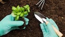 Gardening Guide: 7 step guide to home made manure from Kitchen