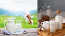 World Milk Day 2025: 5 side effects why you should avoid dairy; Check