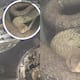 The owner was shocked when saw the snake in car, and when tried to catch it, it spun around, and then this happened