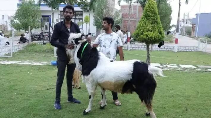 Bhopal Goat Market