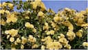 7 summer flowers for the most beautiful fresh garden; Read on