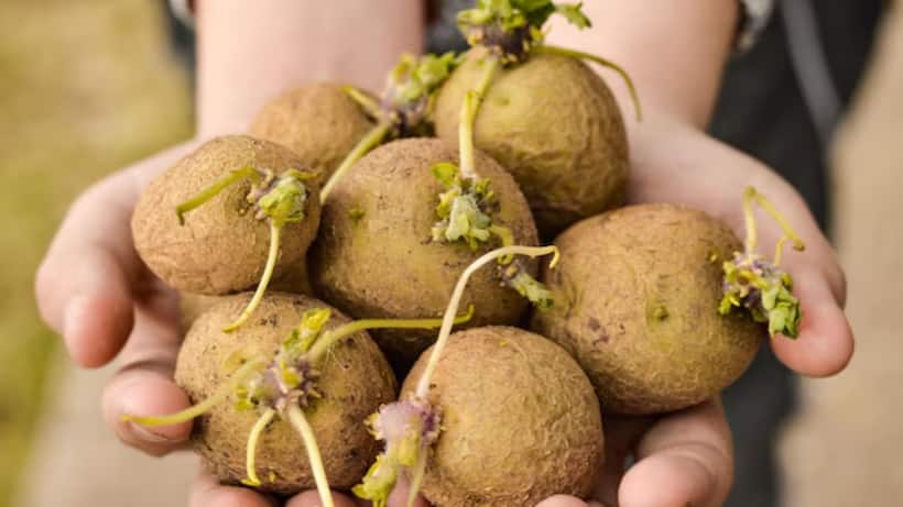 Is eating sprouted onions safe