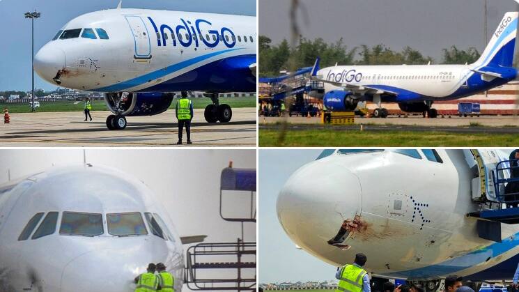 IndiGo bird hit