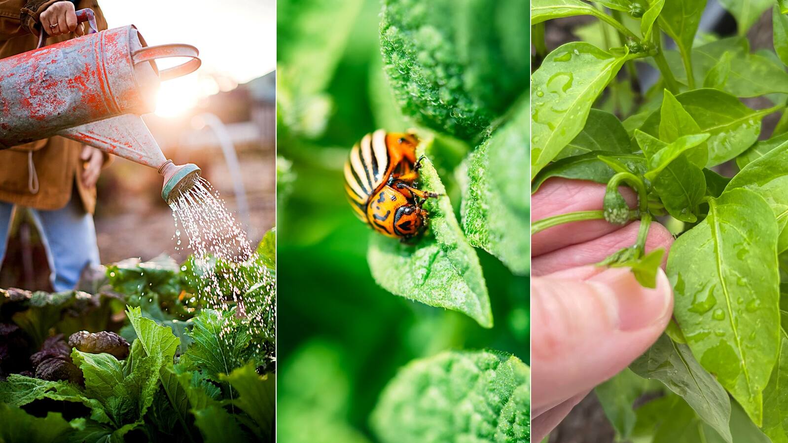 How to protect plants and Garden from insects naturally