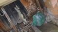 family slept soundly in the middle of the night but when they woke up to a noise they saw an unexpected guest 