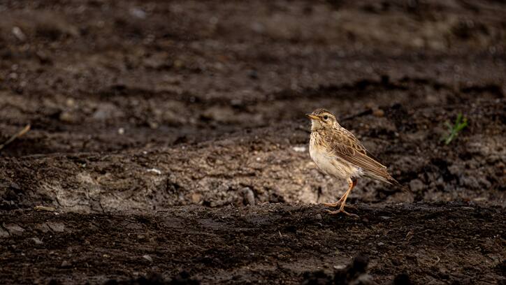 Climate change   Birds