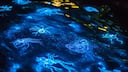 5 bioluminescent beaches in India that glow like the night sky