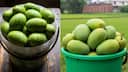 Mango:  ఊరగాయ రుచిగా రావాలంటే ఎలాంటి మామిడికాయ సెలక్ట్ చేయాలి?