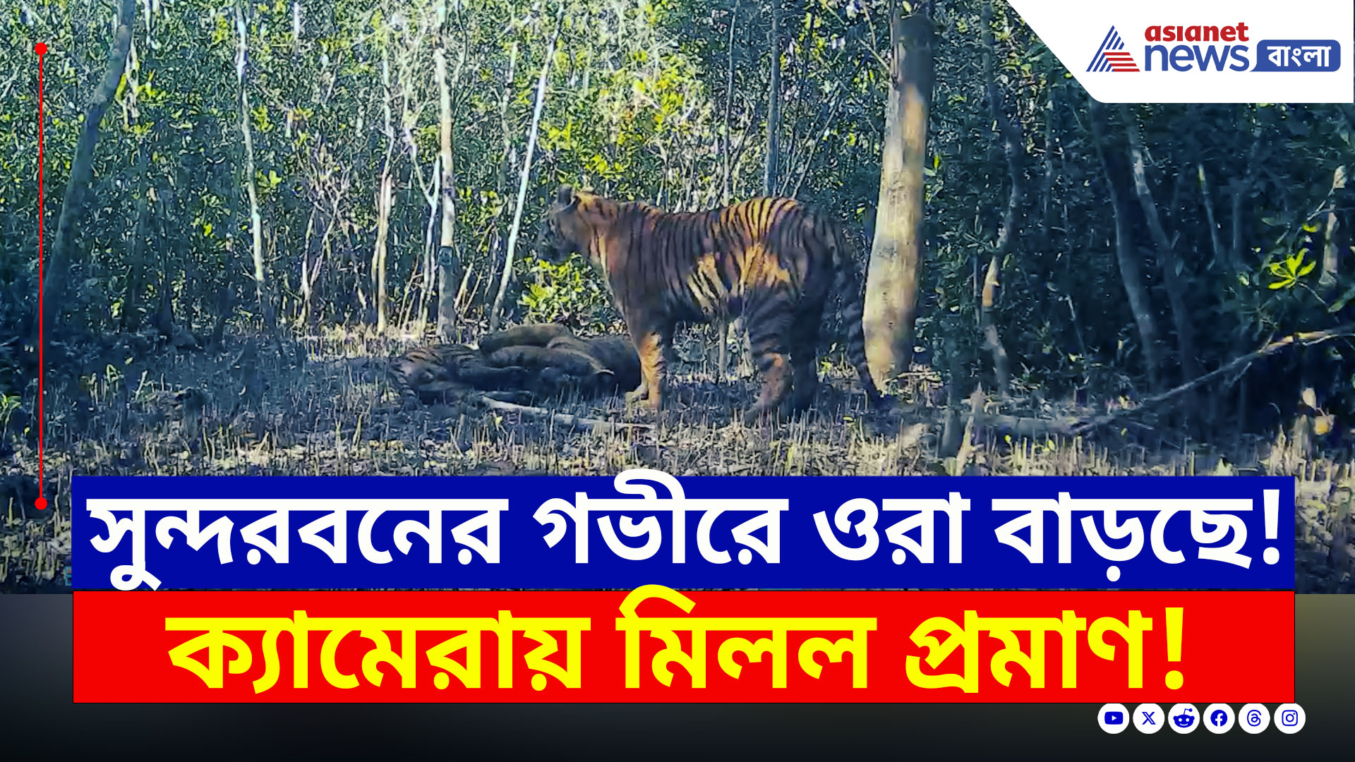 Sundarban Tigers : সুন্দরবনের গভীর জঙ্গলে 'ওরা' বাড়ছে! ক্যামেরাবন্দী সব প্রমাণ