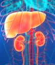 Health: ఈ పండ్లు తింటే.. కిడ్నీ, లివర్ నేచురల్‌గా క్లీన్ అవుతాయి!