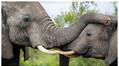 Zimbabwe cull 200 elephants and distribute meat to people
