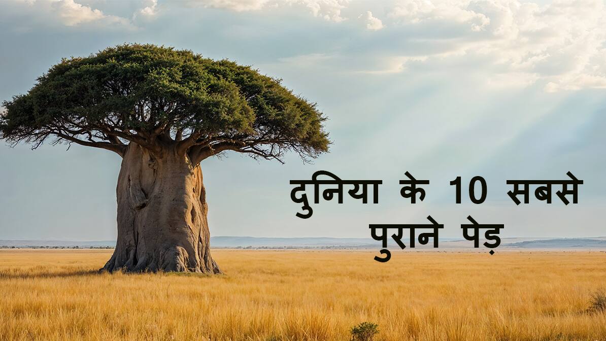 10 world oldest tree with their location