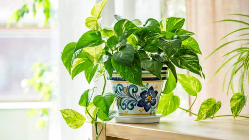Evergreen indoor plants for air purification at home