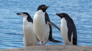 penguin mumbai