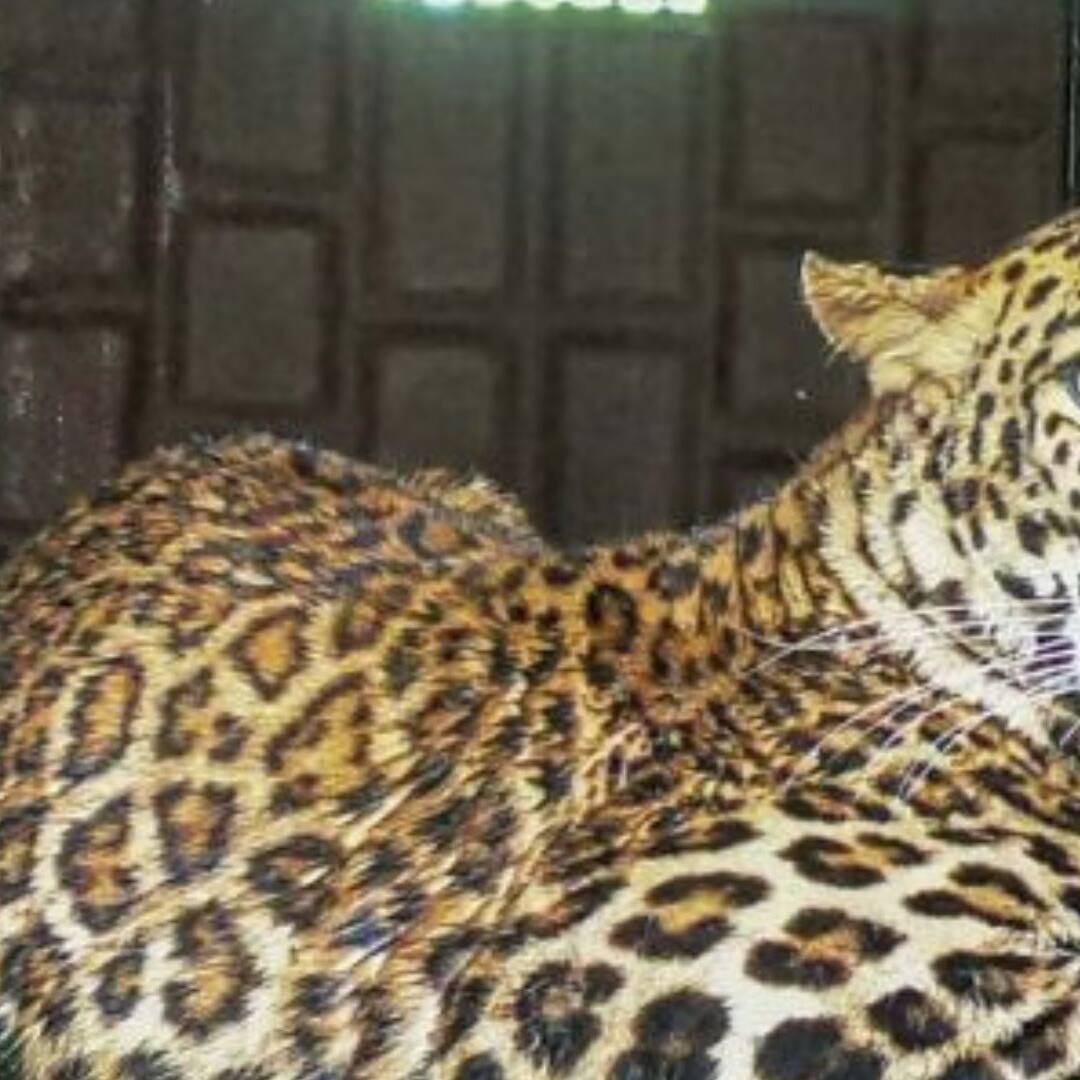 Study estimates 85 leopards around Bengaluru; experts call for wildlife habitat protection