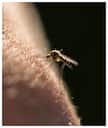 Mosquito: ఈ సింపుల్ టిప్స్ పాటిస్తే.. ఒక్క దోమ కూడా ఇంట్లోకి రాదు!