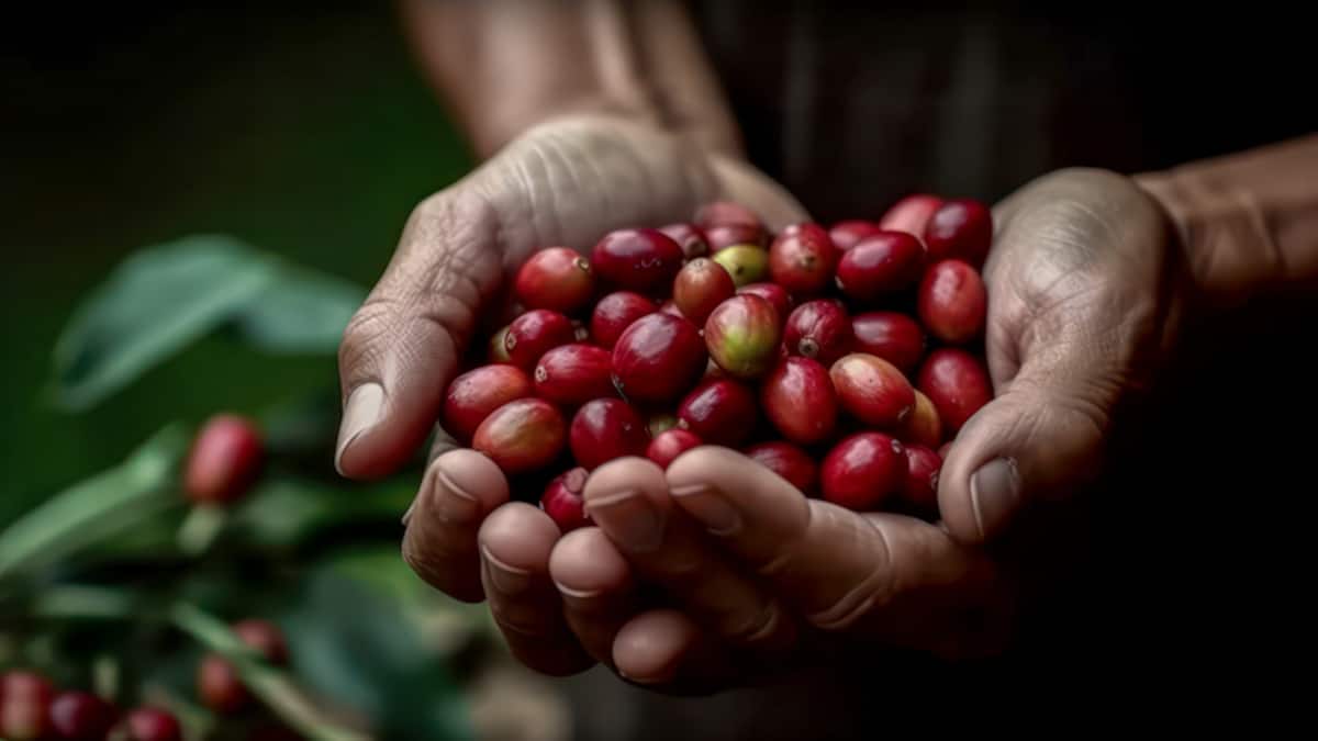 Climate change threatens crops, but Colombia's coffee farms show the world how to adapt and thrive