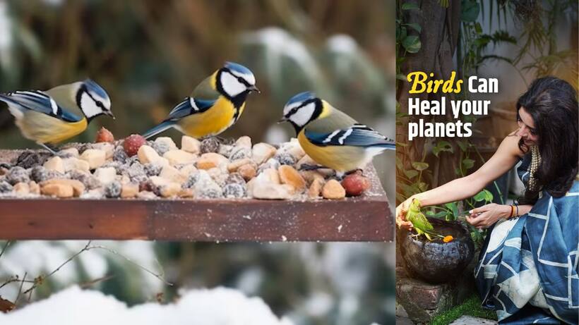 What Jai Madaan says about keeping food and water for birds daily
