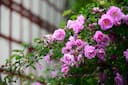 Gardening Guide: Want more flowers in your rose plants? Try these 7 tips for year-round blooms