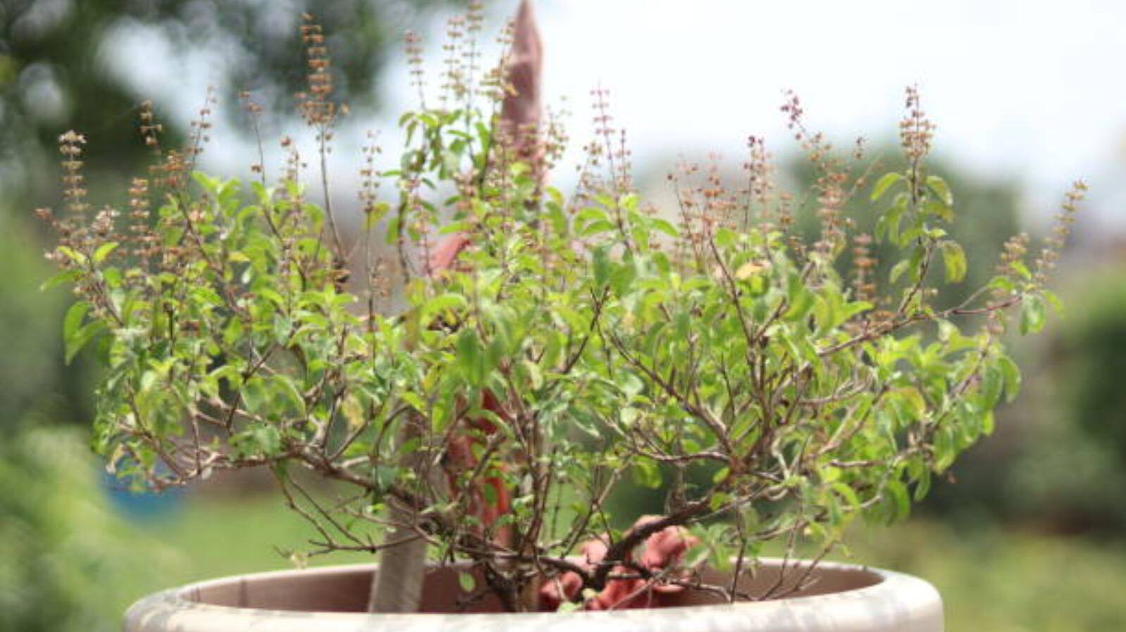 How to save tulsi from scorching heat naturally