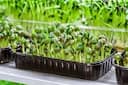 Microgreens: ఇంట్లో ఉండే మైక్రోగ్రీన్స్‌ పండించి నెలకు ఈజీగా రూ.50 వేలు సంపాదించొచ్చు