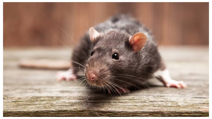 rat