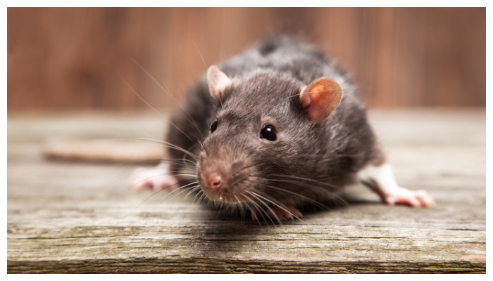 rat