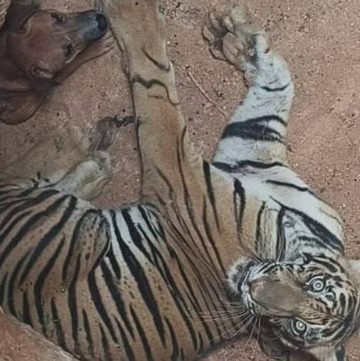 Kerala: Tiger chasing dog in Idukki falls into pit, both rescued unharmed