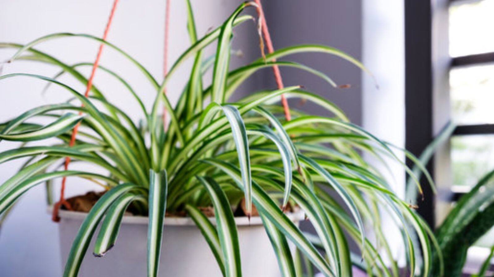 Best summer care tips for spider plant indoors
