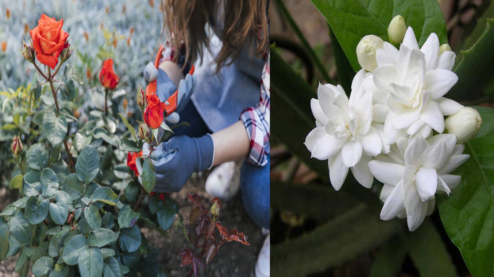Plant Care Tips