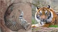 Tiger and dog fell in to well together but tiger not attacked dog