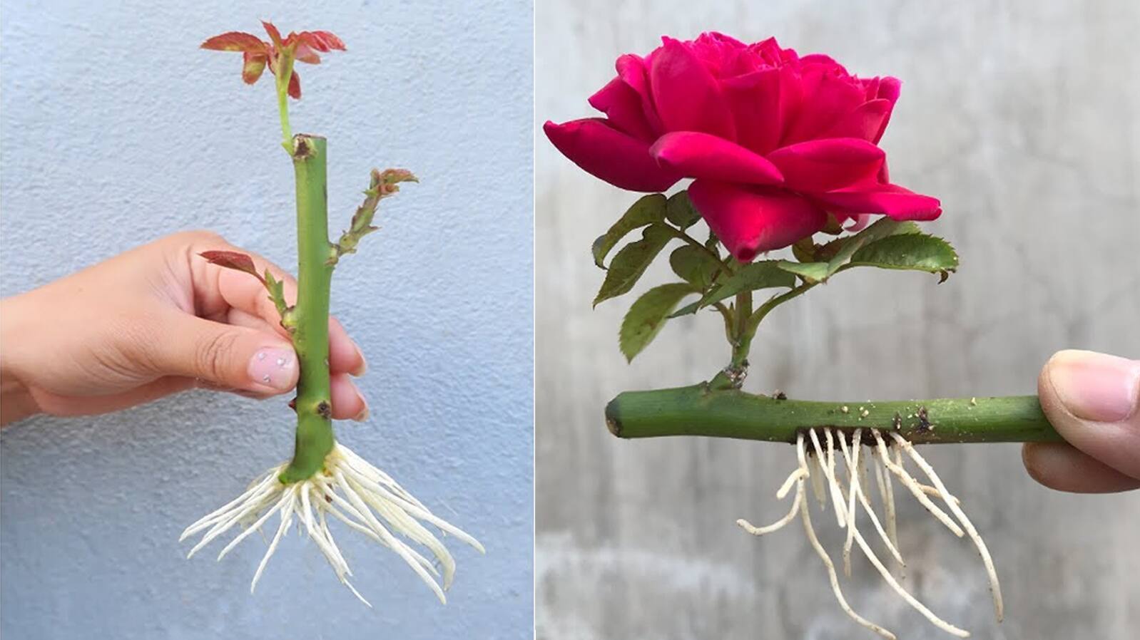Easy way how to grow rose plant from cutting 