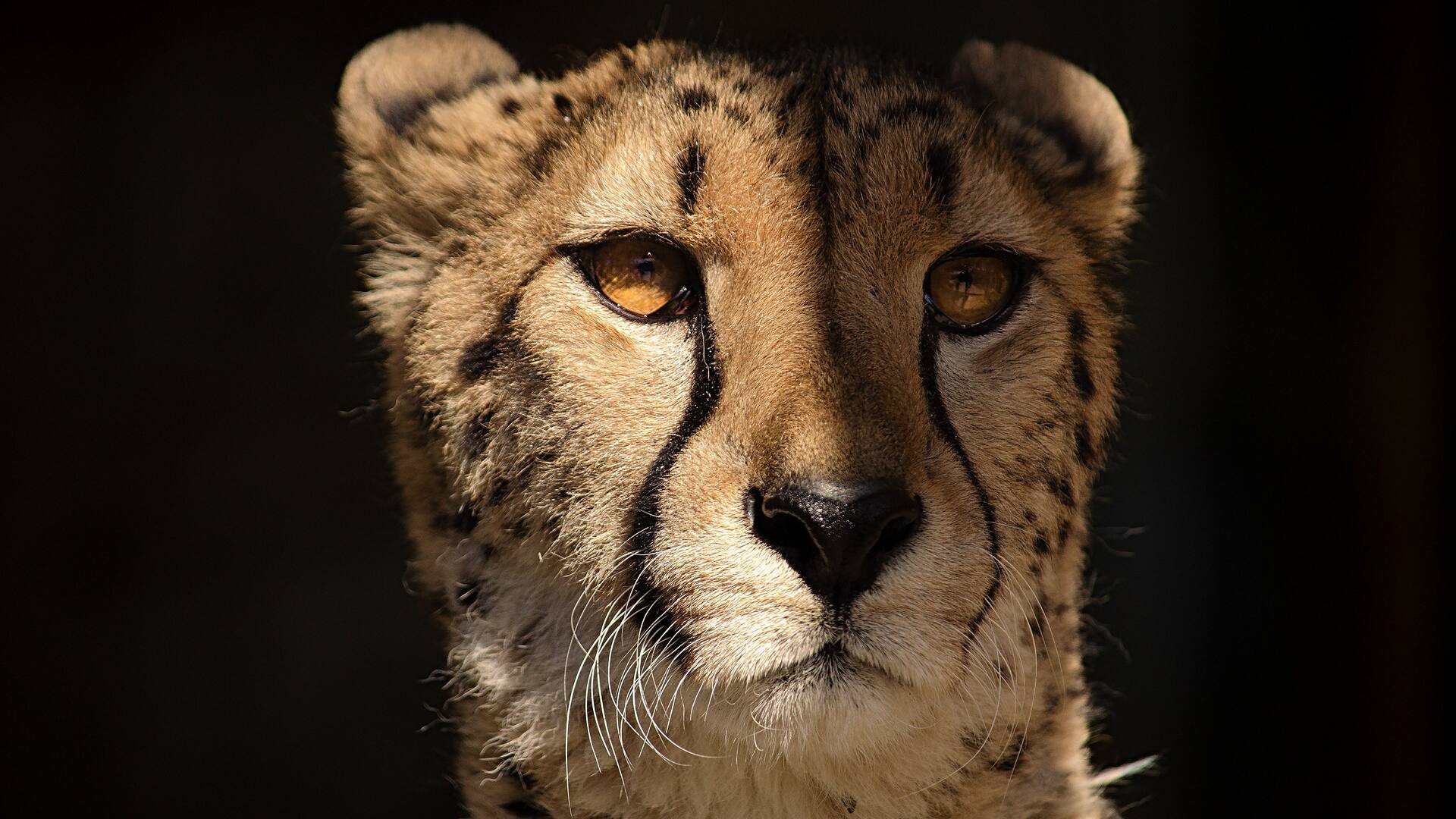 Cheetah